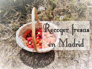 Lee más sobre el artículo Recoger fresas en Madrid con niños