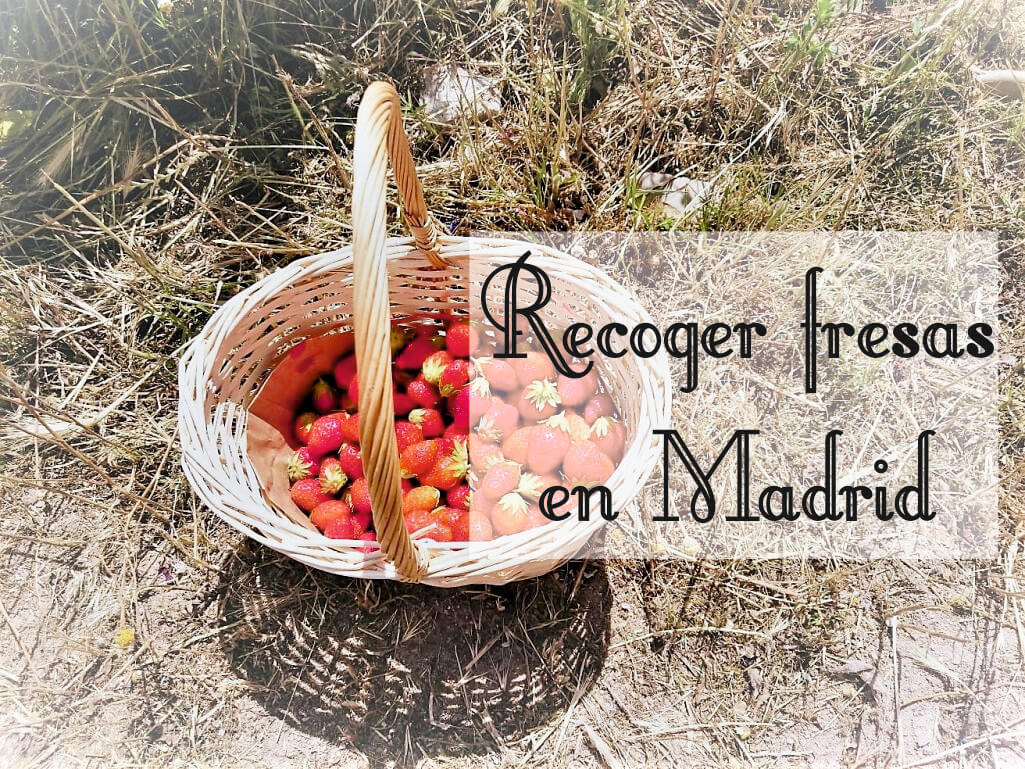 En este momento estás viendo Recoger fresas en Madrid con niños