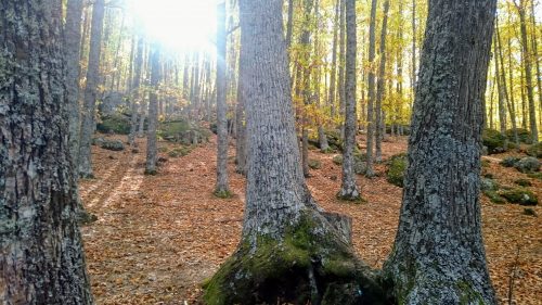 El Castañar de El Tiemblo con peques (un paseo de otoño)